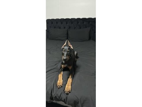 Safkan orjinal doberman a kalite