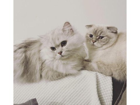 2 scottish fold longhair disi ve 1 erkek shorthair yavrular
