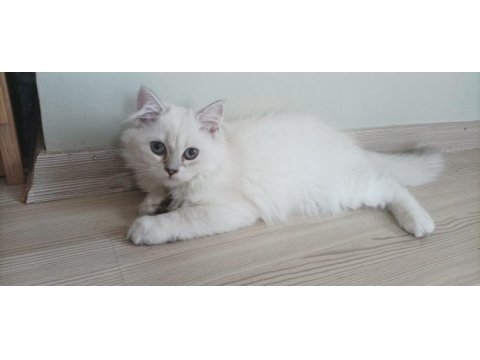 British longhair kızımıza yeni yuva