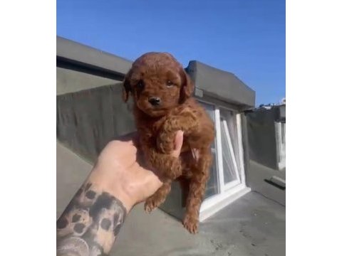 Red brown poodle yavrular