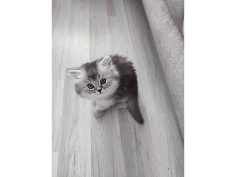 British longhair kedisi sahiplendirme