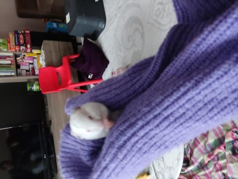 Çok sevimli yavru hamsterler çok tatlılar