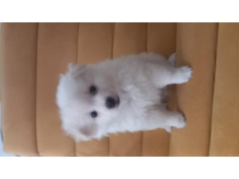 2 aylık pomeranian yavrular