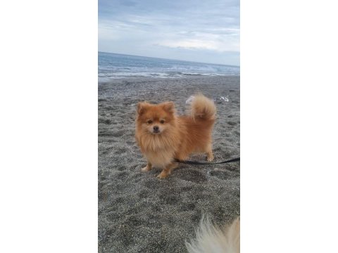 Köpeğimiz için whatsapp dan yazın