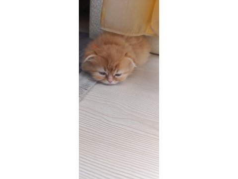 Özel ırk scottish fold longhair