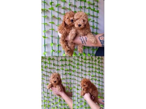 Minipatilertr farkı ile red toy poodle bebekler