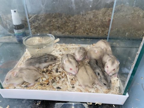 Bebek gonzales hamster seçerek alabilirsiniz