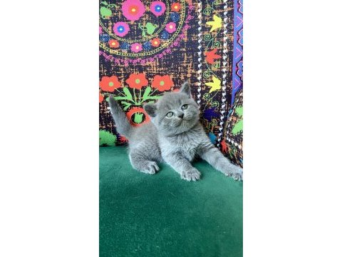 A kalite dünya tatlısı ayı kafa yavru kedimiz