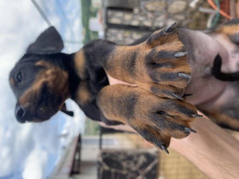 2,5 aylık erkek doberman