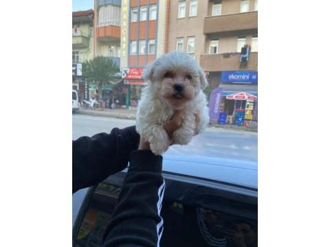 Safkan dişi ve erkek köpekler mevcut