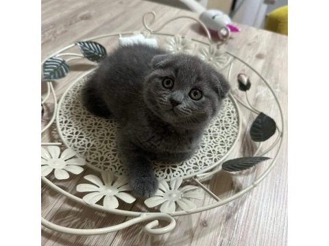 British ve scottish fold yavrularımız
