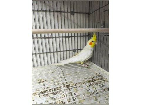 Lutino erkek sultan papağanı