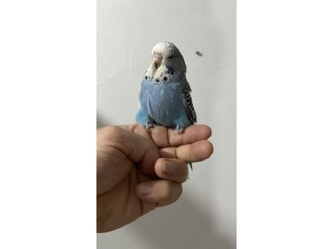 Show erkek yavru muhabbet kuşu