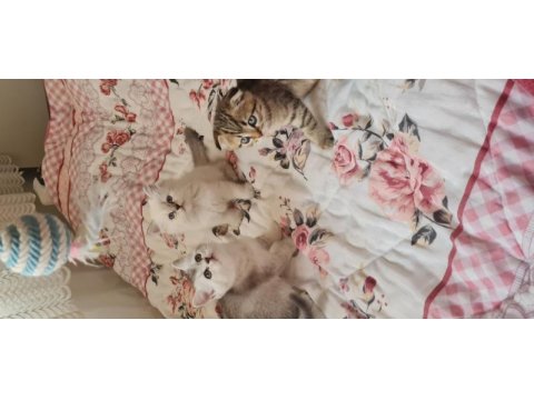 2 aylık scottish fold ve british