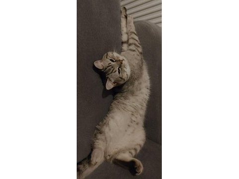 British shorthair oğlumu ücretsiz sahiplendiriyorum