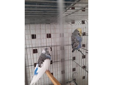 Damızlık rengarenk muhabbet kuşu dişiler