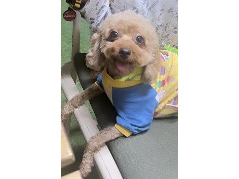 Poodle kızımız