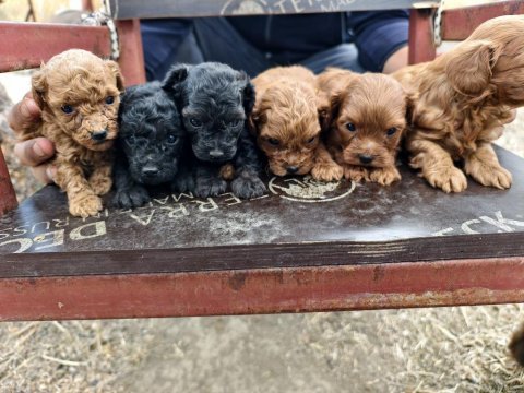Teacup bebeklerimiz ırk ve sağlık garantili