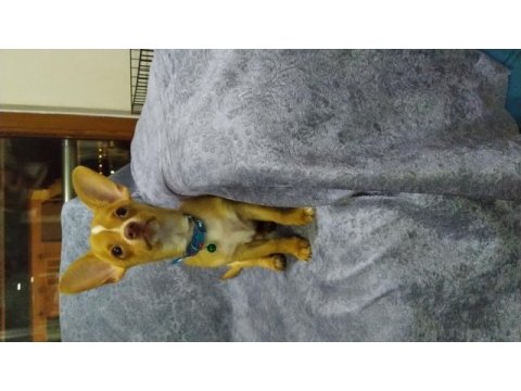 3 aylık eğitimli chihuahua