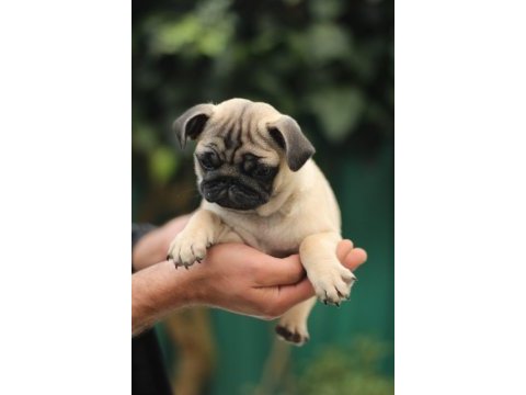 Akkuş üretim çiftliğinden pug yavruları