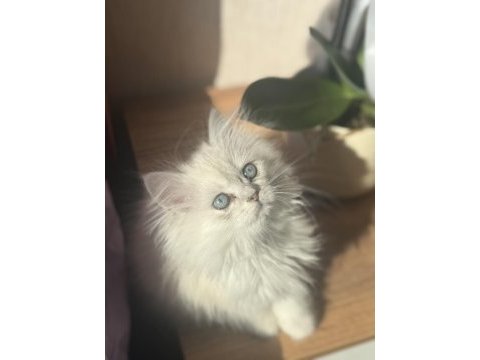 Safkan uysal chinchilla bebeklerimiz yuvaya hazır