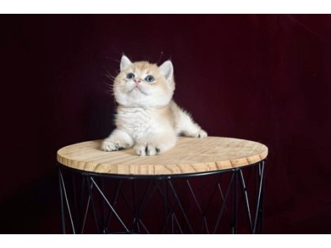 Dişi ve erkek british shorthair bebeklerim