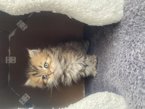 Tabby british longhair