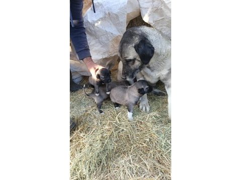 Sivasın has kangal köpekleri