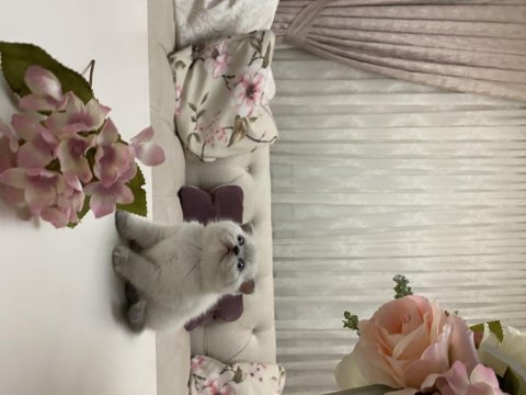 British shorthair blue point yavrum