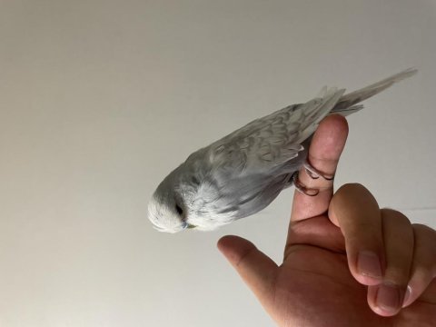 Tamer denizyeşil bilezikli show jumbo muhabbet kuşu