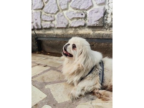 1.5 yaşında çok zeki dişi pekinez köpeği