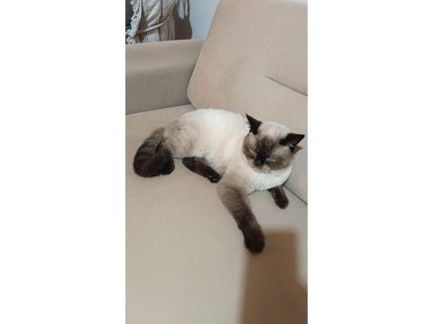 Erkek çok akıllı uysal kısır değil siyam kedisi