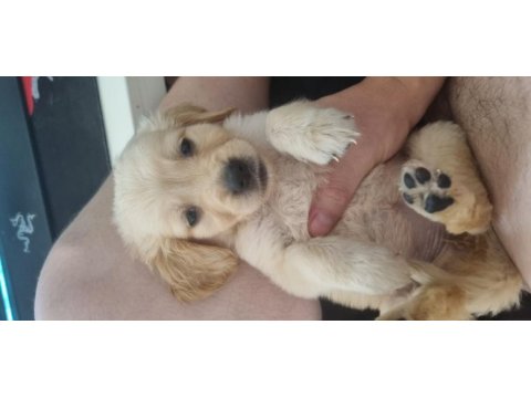 Golden retriever dişi yavru