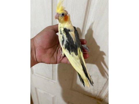 40 günlük full evcil pied renk bebek sultan