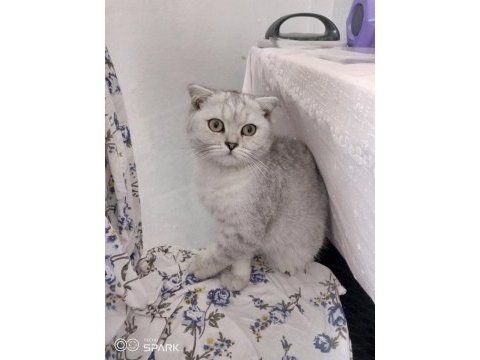 4 aylık scottish fold cinsi erkek