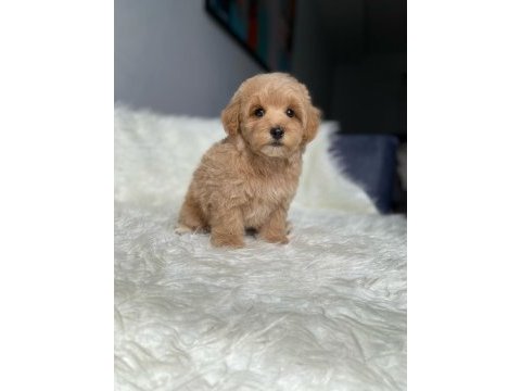Orijinal toy boyut f1 maltipoo