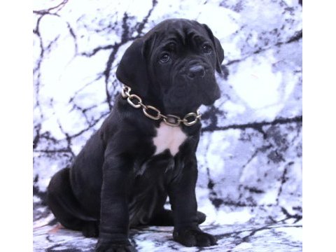 Fcı-kıf secereli safkan cane corso köpekler