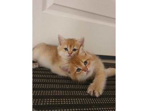 Yavru british shorthair kediler