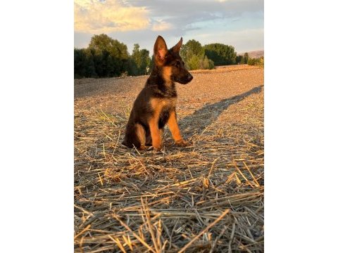 Şecereli alman çoban köpeği show kan hattı