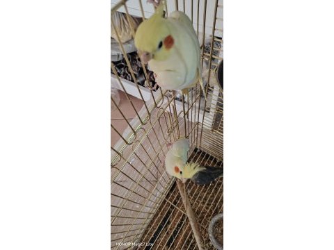 3 adet erkek sultan papağanı
