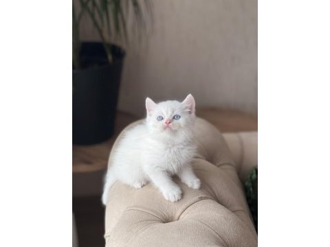 Üst düzey kalitede beyaz  british shorthair