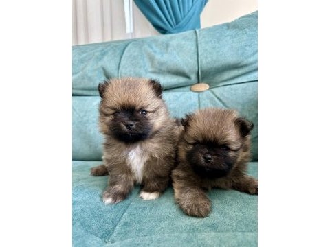 Pomeranian teddy bear yavrularımız