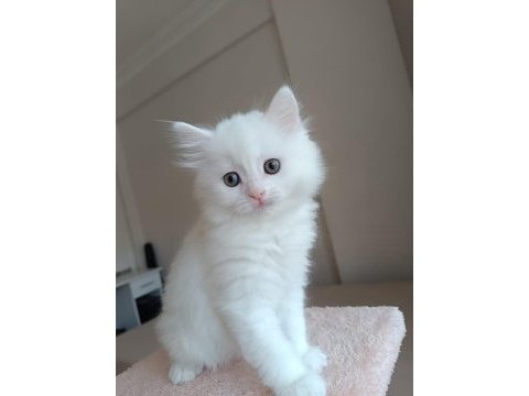 Yuva aranıyoz 2 aylık sevecen bir yavru kedimiz