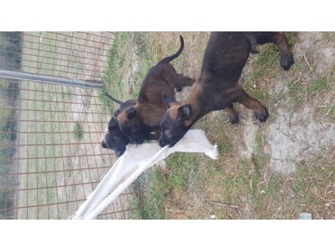 Köyü renk malinois