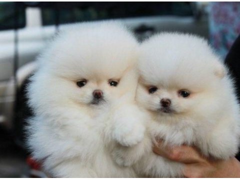 Pomeranian boo teddy bear