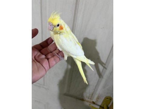41 günlük ful evcil lutino bebek sultan papağanı