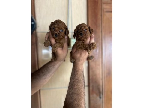 Poodle yavrular