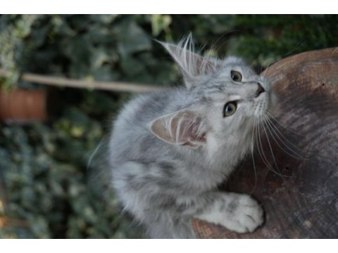 Kalitenin adresi big claw maine coon