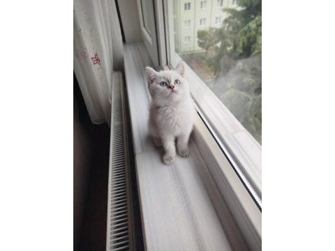 British shorthair dişi uyguna