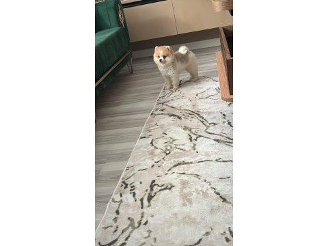 3.5 aylık ayı surat pomeranian boo